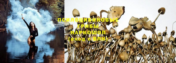 прущие грибы Кукмор